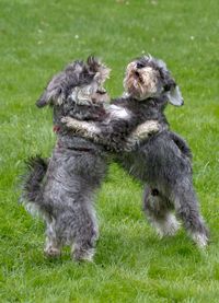 Anouk und Denji