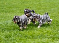 Anouk, Denji und Clea