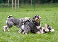 Abbas, Denji und Anouk