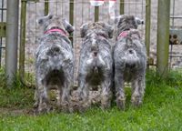 Fee, Clea und Liliou warten auf die Family